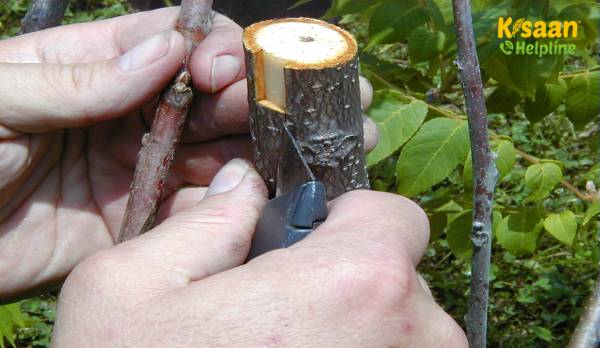 ग्राफ्टिंग तकनीक: एक ही पेड़ पर 40 तरह के फल कैसे उगाए?